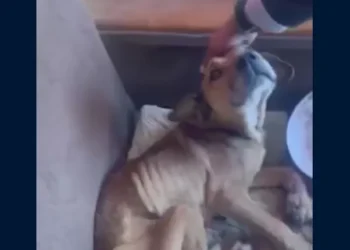 PDI detiene a pincho mujer por maltrato de perrito en Viña del Mar