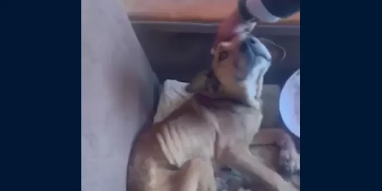 PDI detiene a pincho mujer por maltrato de perrito en Viña del Mar