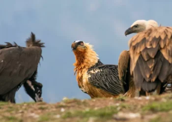 Reunión de buitres en el Pallars Sobirà