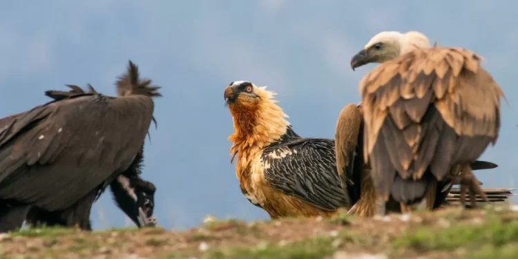 Reunión de buitres en el Pallars Sobirà