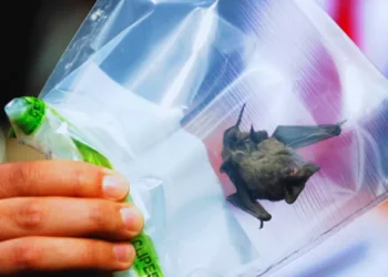 Seremi de vitalidad de Puerto Montt confirma rabia en murciélago hallado en sector rural de Los Lagos