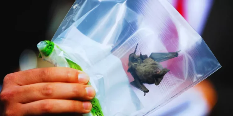 Seremi de vitalidad de Puerto Montt confirma rabia en murciélago hallado en sector rural de Los Lagos