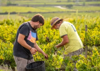 “Mi abuelo tenía 13 años cuando lo enviaron a ajetrearse a unas cavas, y ahora producimos unas 225.000 botellas al año”: cinco sagas que escriben la vida vinícola en Catalunya