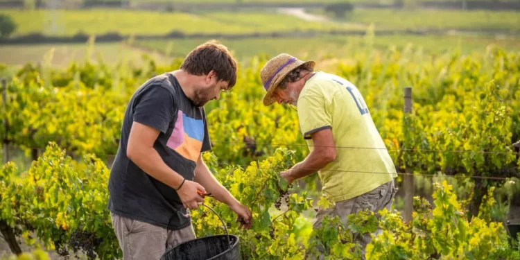 “Mi abuelo tenía 13 años cuando lo enviaron a ajetrearse a unas cavas, y ahora producimos unas 225.000 botellas al año”: cinco sagas que escriben la vida vinícola en Catalunya