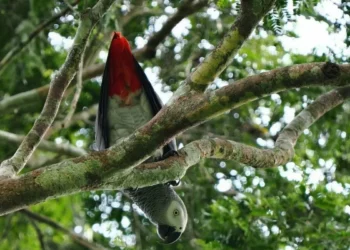 Los loros y los lloros