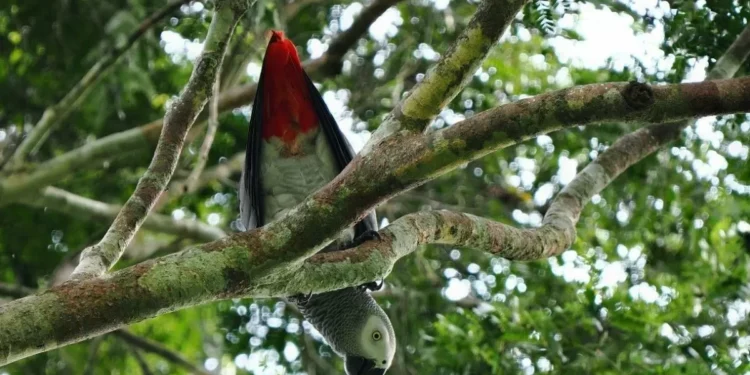 Los loros y los lloros