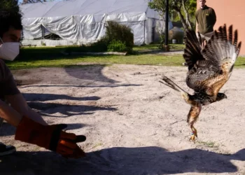 El rincón a pasos del microcentro adonde salvan animales silvestres y los devuelven a la naturaleza