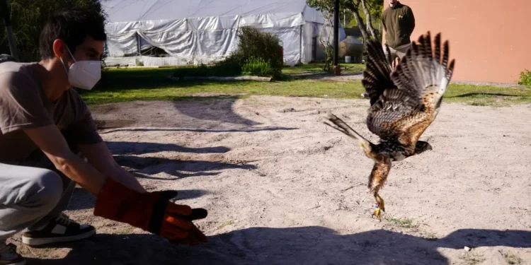 El rincón a pasos del microcentro adonde salvan animales silvestres y los devuelven a la naturaleza