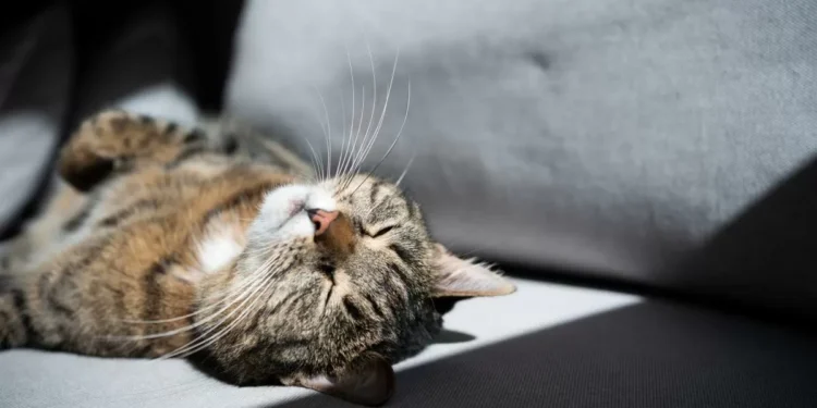 Conversaciones con mi gato