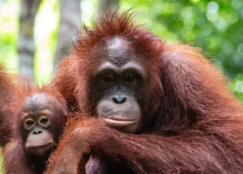 El Gobierno vela por los simios