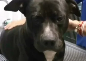 Procesan a tres implicados en el ataque a ‘Negrito’ en Tonalá; ¿Qué sanción podrían aposentar?