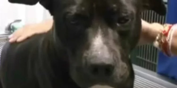 Procesan a tres implicados en el ataque a ‘Negrito’ en Tonalá; ¿Qué sanción podrían aposentar?