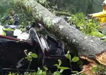 Árbol cae sobre auto en carretera y mata a dos personas