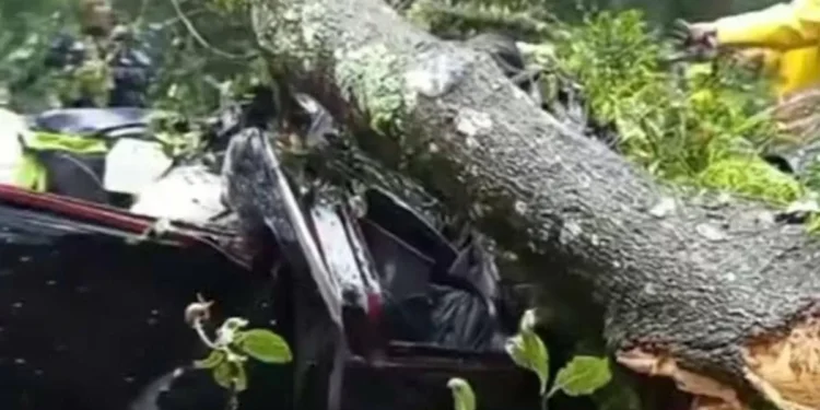 Árbol cae sobre auto en carretera y mata a dos personas