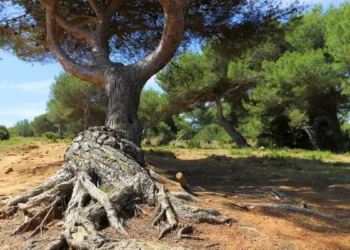 Pájaro, nido, pino…