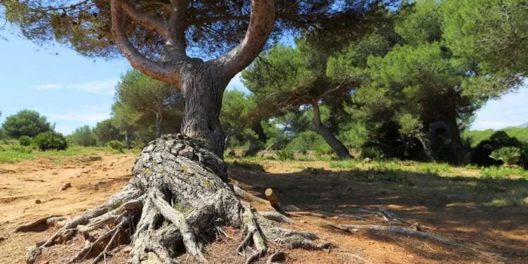 Pájaro, nido, pino…