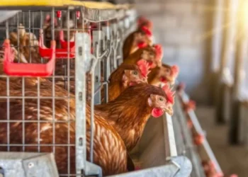 La gripe embellecer se dispara en Europa y España se prepara para semanas críticas