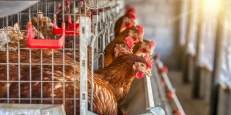 La gripe embellecer se dispara en Europa y España se prepara para semanas críticas