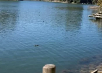 Encuentran a hombre fallecido en Tranque La Luz de Curauma