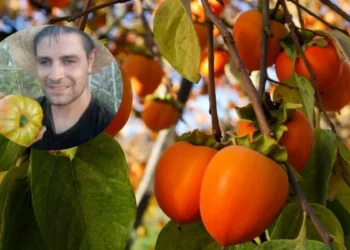 El componenda de un agricultor para memorizar cuándo un caqui está maduro: “Si el caqui está más rojizo, aprietas y está más blando, está listo para su consumo”