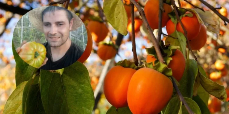 El componenda de un agricultor para memorizar cuándo un caqui está maduro: “Si el caqui está más rojizo, aprietas y está más blando, está listo para su consumo”