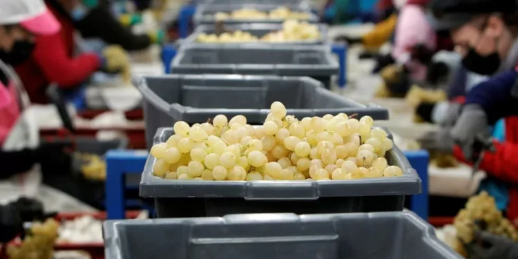 No habrá uvas para todos