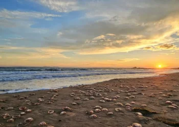 Cientos de medusas varadas en la playa de Roses