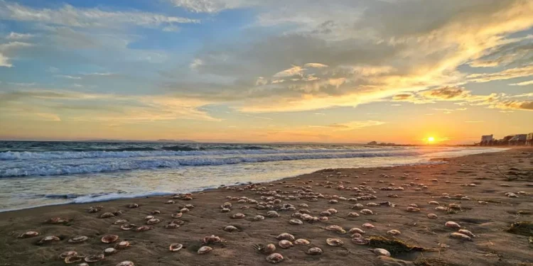 Cientos de medusas varadas en la playa de Roses