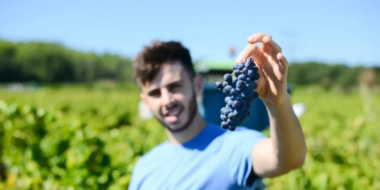 “No se puede simplificar la estatura de espina botella a la variedad de uva”: todo lo que nos dice el tipo de fruta sobre el vino