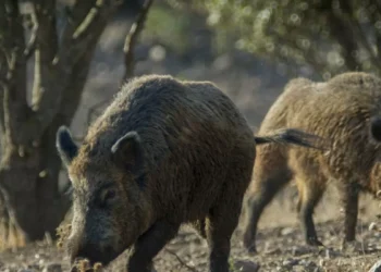 Walt Disney varió el mundo