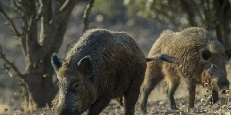 Walt Disney varió el mundo