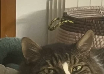 Quien salva una vida no humana también salva a la humanidad