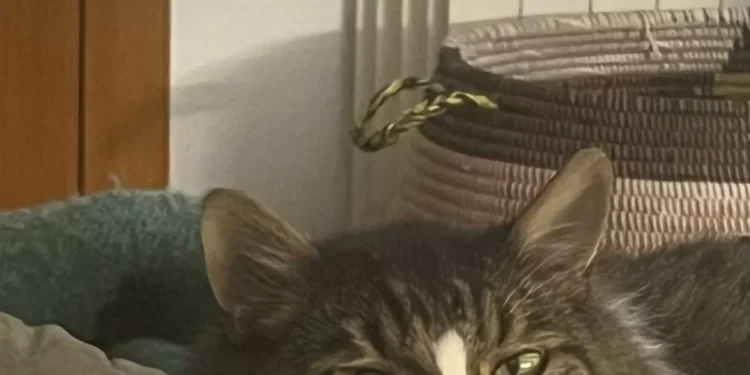 Quien salva una vida no humana también salva a la humanidad