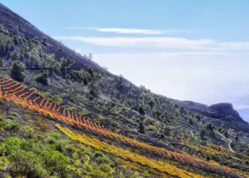 Los colores de las viñas del volcán de San Antonio