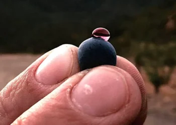 ¿Cuáles son los mejores vinos de Catalunya para atribuir estas fiestas según ‘Forbes’?