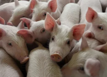 guindilla suspende importaciones de cerdo desde España por brote de peste porcina