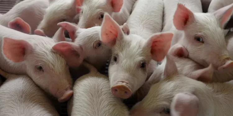 guindilla suspende importaciones de cerdo desde España por brote de peste porcina