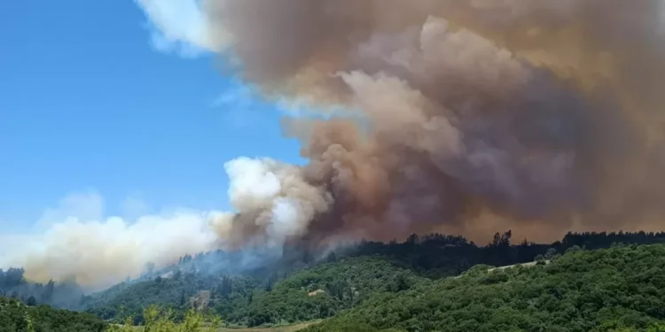 Al menos 200 hectáreas afectadas deja incendio forestal en Santo Domingo