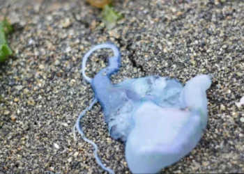 Seremi de Salud prohíbe el baño en tres playas del litoral central por audiencia de fragata portuguesa