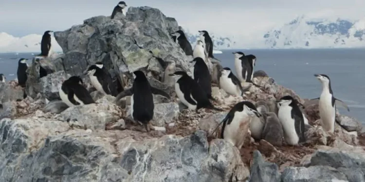 Confirman influenza aviar en la Antártica por tercer año consecutivo