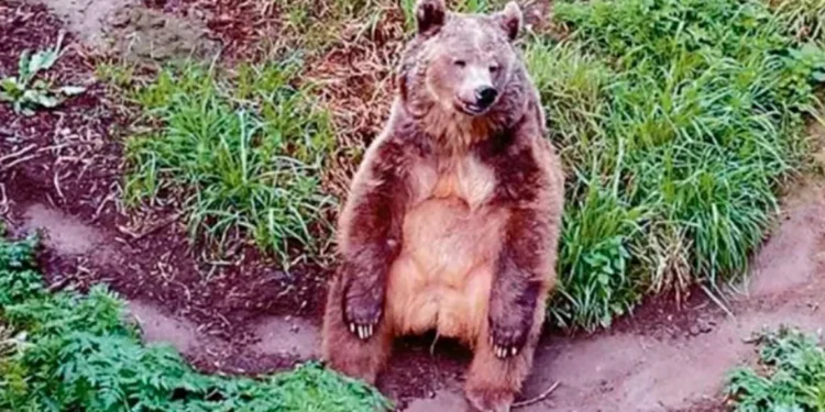 Muerte de osa provoca indignación en Quilpué