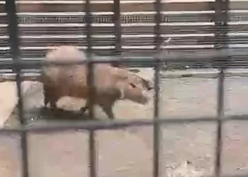 Insólito: apareció un carpincho suelto frente al Aeroparque