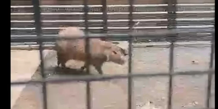 Insólito: apareció un carpincho suelto frente al Aeroparque