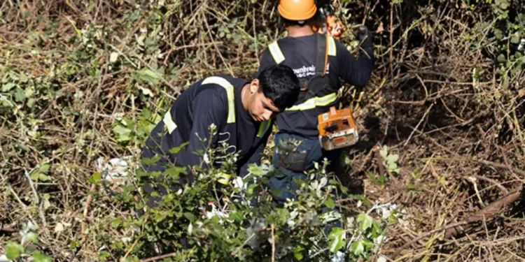 Más de 400 toneladas de maleza han sido retiradas de cerros y quebradas de Valparaíso por el borrador Verano