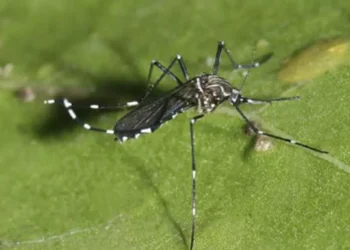 Alertan por dengue en Santiago luego que se activara fórmula en el aeropuerto