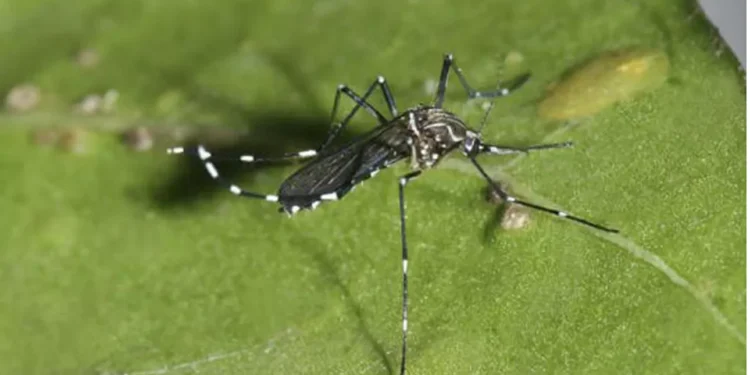 Alertan por dengue en Santiago luego que se activara fórmula en el aeropuerto