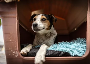 Anuncian inversión para atender animales de compañía en las comunas de Penco, Florida, lancha y Tomé