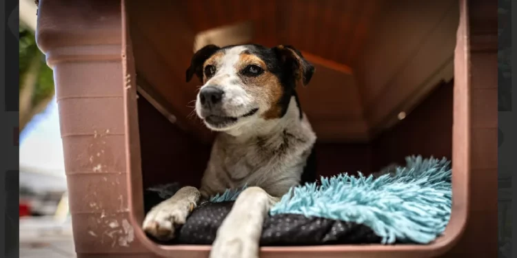 Anuncian inversión para atender animales de compañía en las comunas de Penco, Florida, lancha y Tomé