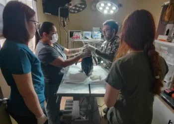 Sernapesca hace un llamado a cuidar la fauna marina protegida