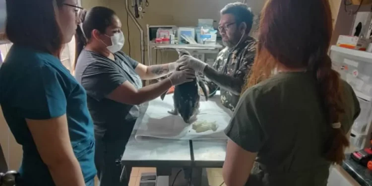 Sernapesca hace un llamado a cuidar la fauna marina protegida